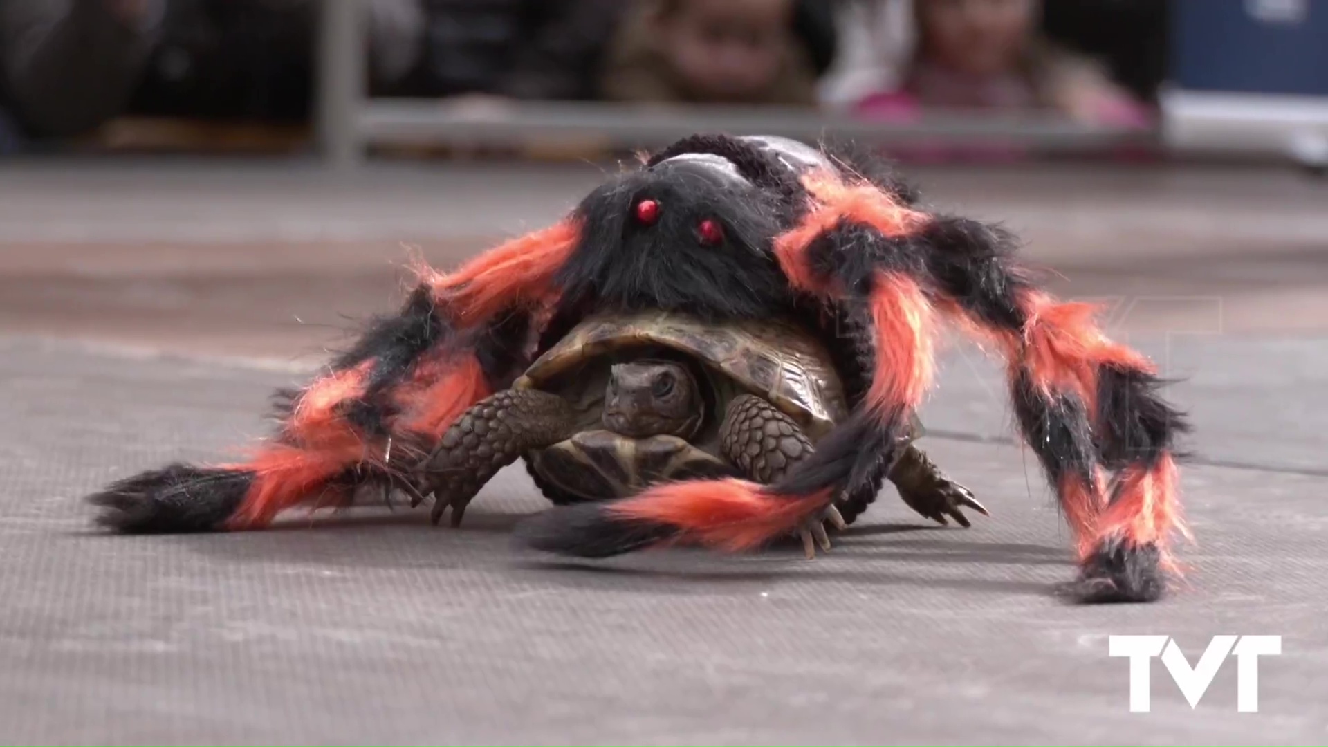 Reportaje gráfico - Programa 18